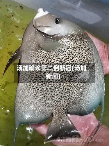 汤加确诊第二例新冠(汤加新闻)