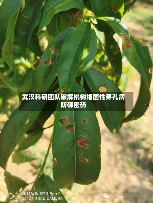 武汉科研团队破解桃树细菌性穿孔病防御密码
